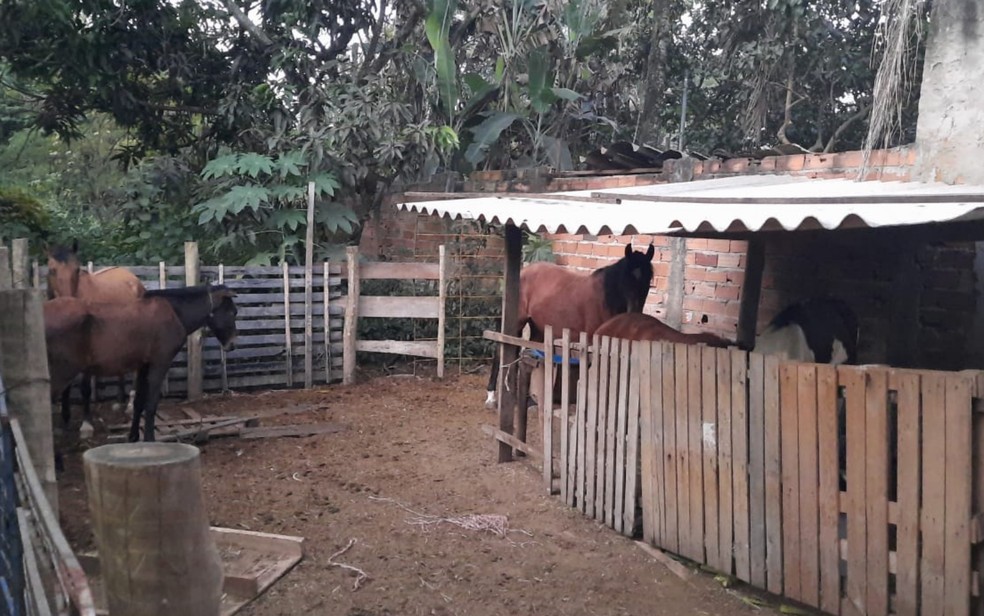Operação fecha abatedouro clandestino suspeito de vender carne de cavalo a açougues de Aparecida de Goiânia