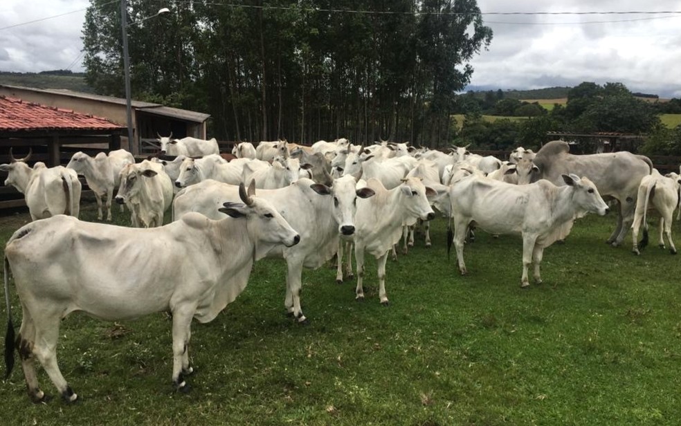 Prazo para vacinação contra febre aftosa e raiva em rebanhos é prorrogado em Goiás
