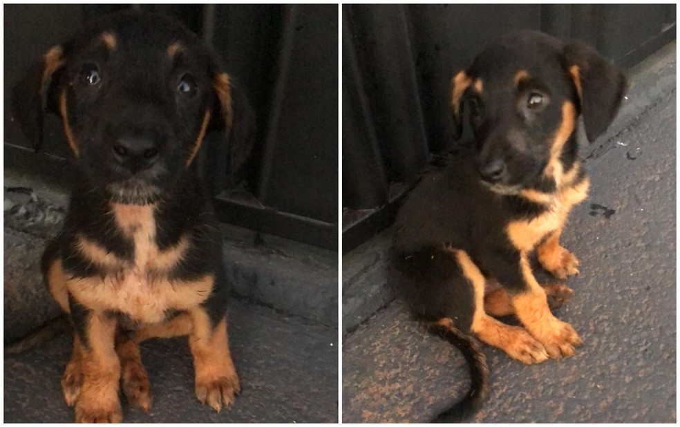 Filhotes de cachorro correm atrás de motorista após serem abandonados em calçada de Rio Verde