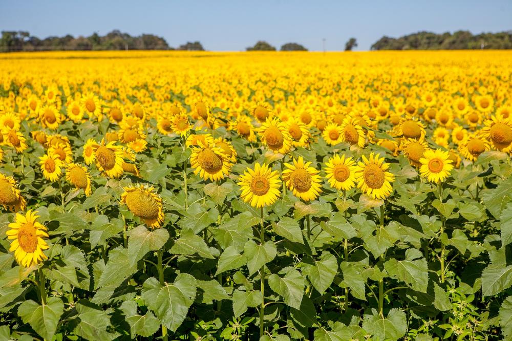 Goiás deve ser o maior produtor nacional de sorgo e girassol