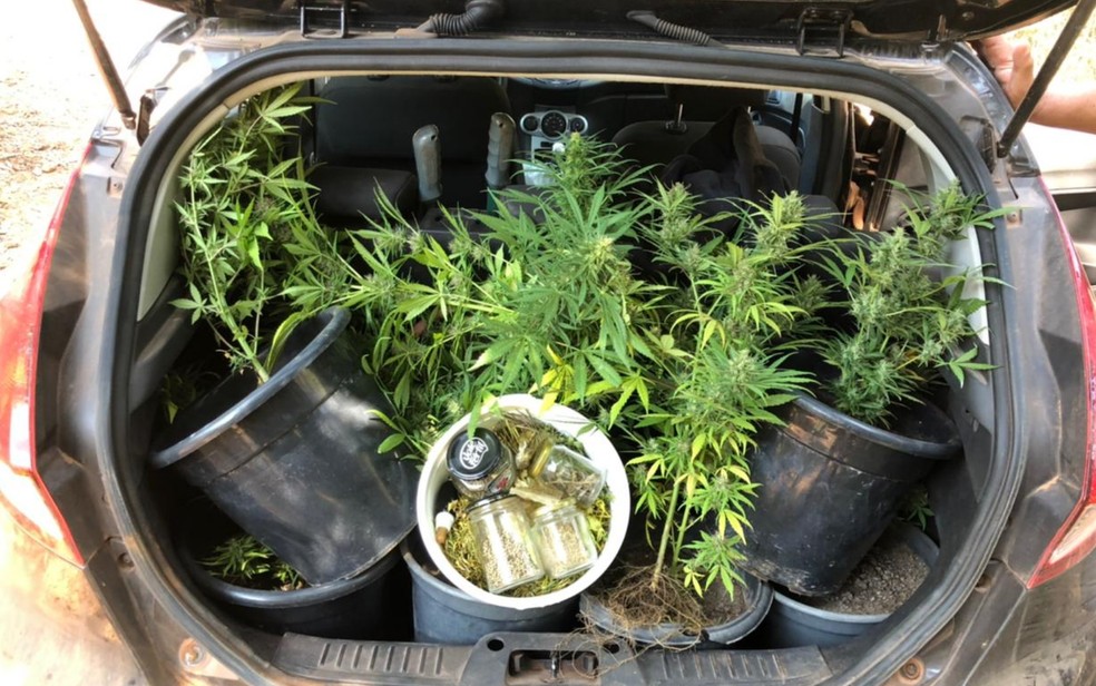 Polícia descobre pés de maconha em propriedade usada para ritual de Santo Daime e prende dono, em Alto Paraíso de Goiás