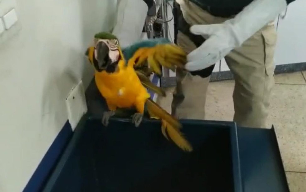 Arara ferida é resgatada após ser encontrada por policial de folga na BR-153