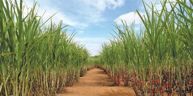 Goiás é o segundo produtor nacional de cana-de-açúcar