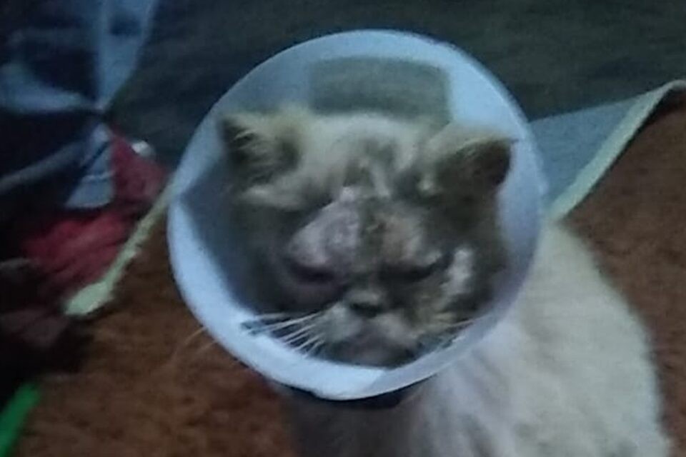 Homens tentam roubar gata, mas atropelam e deixam animal cego, em Goiânia