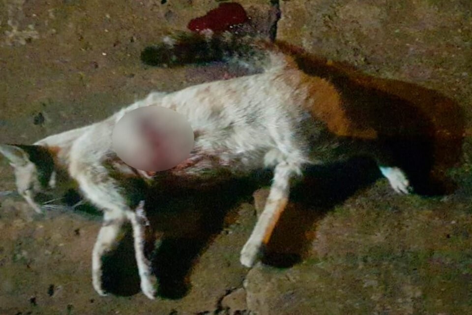 Gato foi encontrado com marca de tiro na calçada (Foto: Divulgação - Polícia Militar)