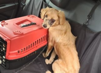 Polícia Civil autua em flagrante homem que agrediu cão com pedaço de madeira