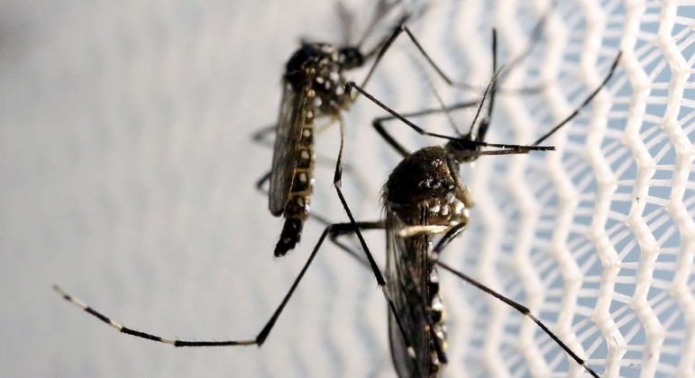 Casos de chikungunya crescem e os de dengue e zika caem em 2021