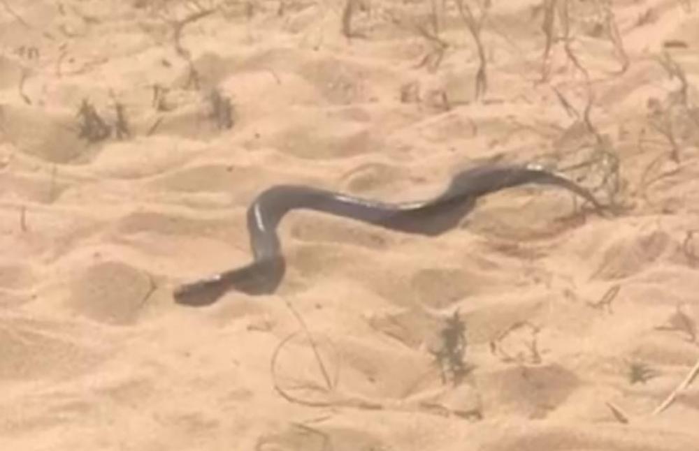 Jovem mordido por cobra em praia diz que pegou animal para proteger crianças