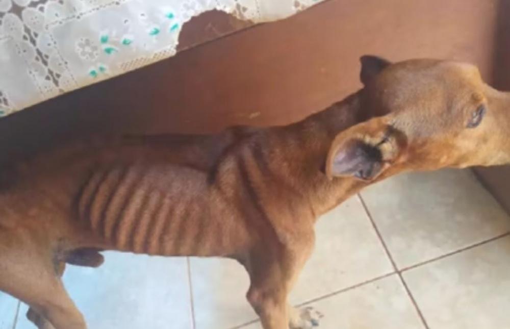 Dono diz que cachorro é magro por “mania de vomitar” e é preso