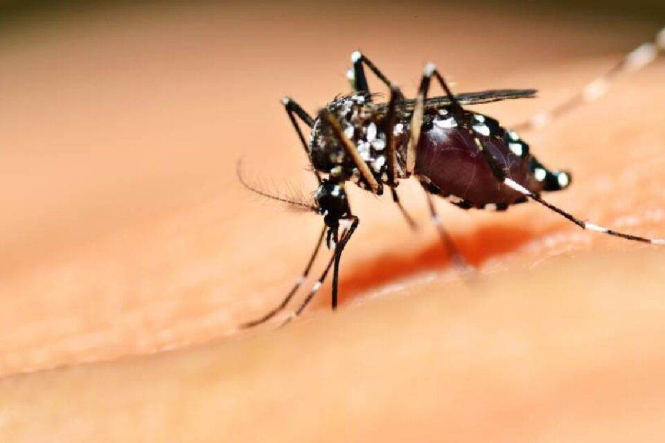 Goiânia está entre os pontos de atenção de dengue no Brasil, diz Fiocruz