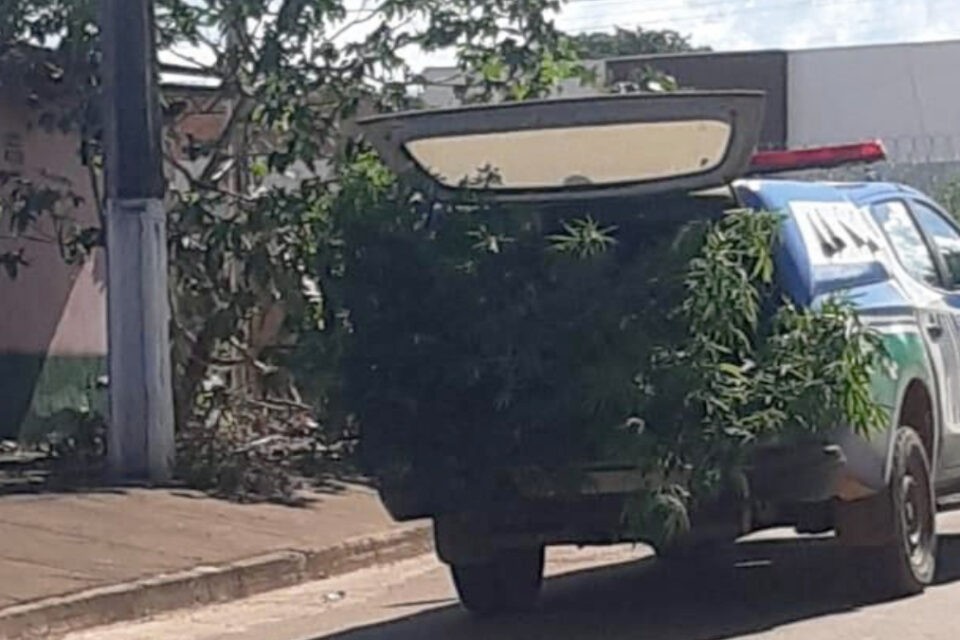 Polícia apreende plantação de maconha em Barro Alto – 2 homens são presos