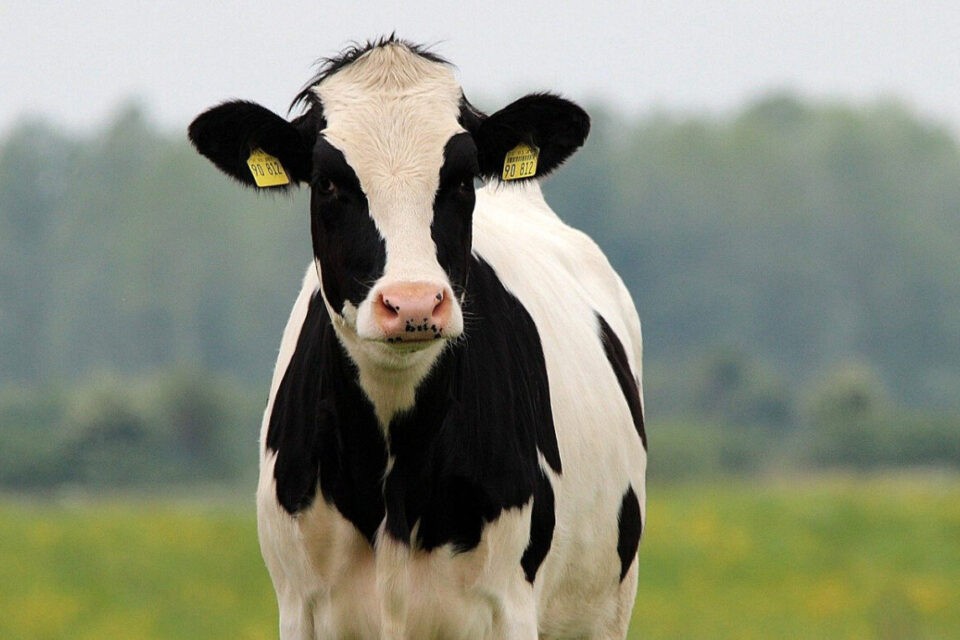 Criminosos invadem propriedade rural em Anápolis e matam vaca para roubar carnes