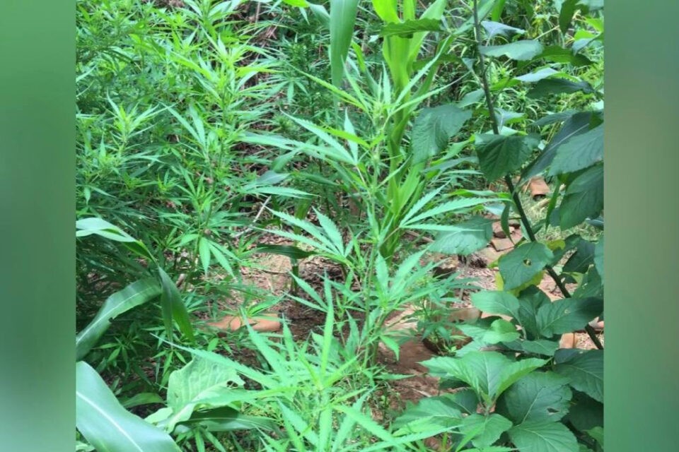 Jovem é preso suspeito de cultivar pés de maconha em Santa Cruz de Goiás