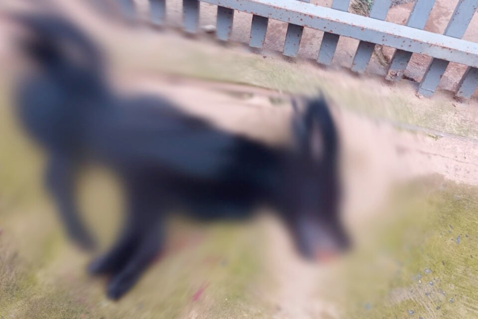 Homem é preso suspeito de espancar cachorro que entrou na garagem dele, em Formosa