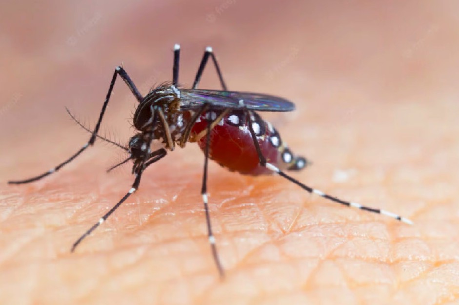 Goiás registra primeira morte por chikungunya em 2022