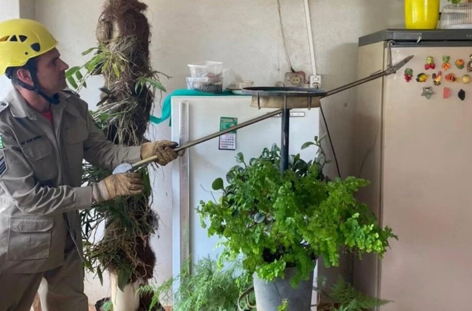 Bombeiros tiram cobra de dentro de freezer residencial em Ipameri