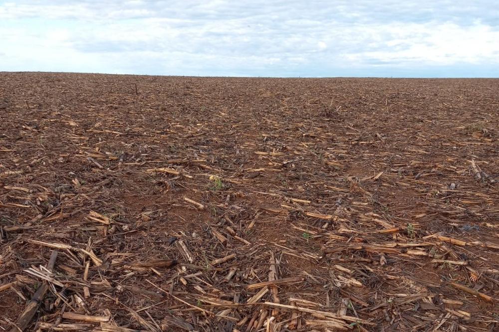 Agricultor tem prejuízo de R$ 1 milhão após chuva de granizo destruir lavoura, em Vianópolis