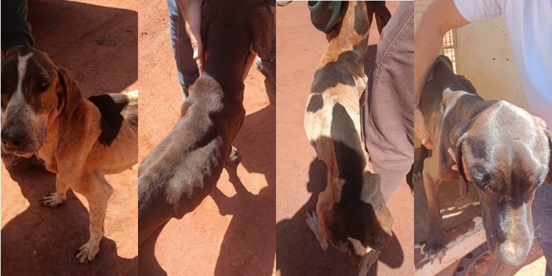 Tutor é preso e cachorros vítimas de maus-tratos são resgatatos em Chapadão do Céu