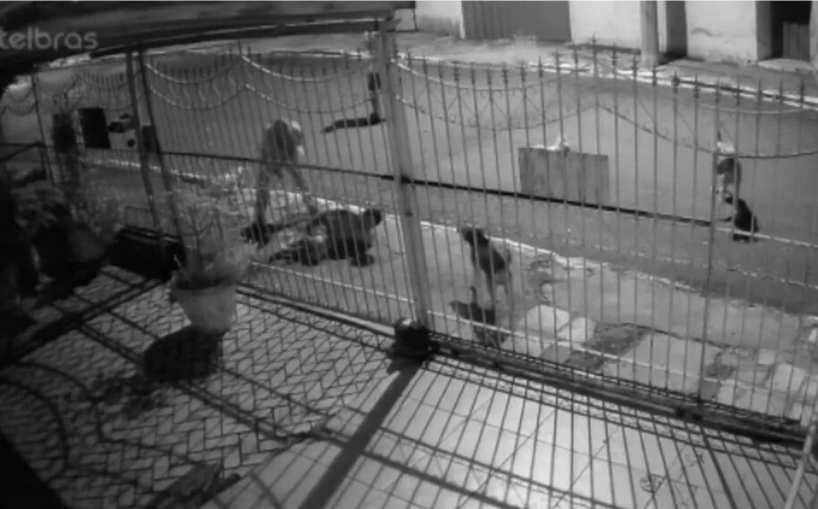 Morador de rua é agredido a pauladas após dar bebida alcoólica para cão, em Goiânia