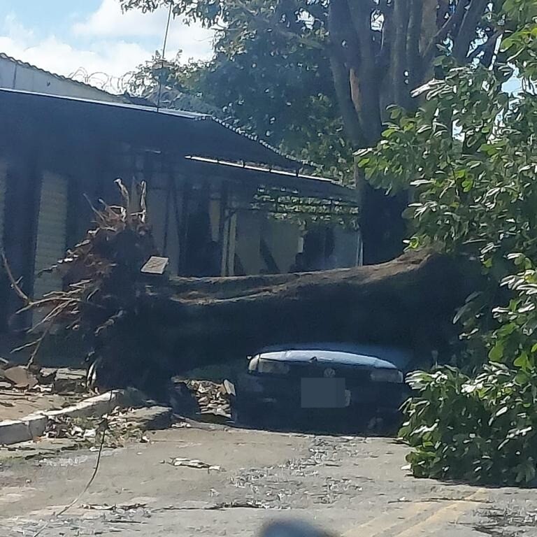 Chuva com ventos de até 50km/h derruba 24 árvores em Goiânia