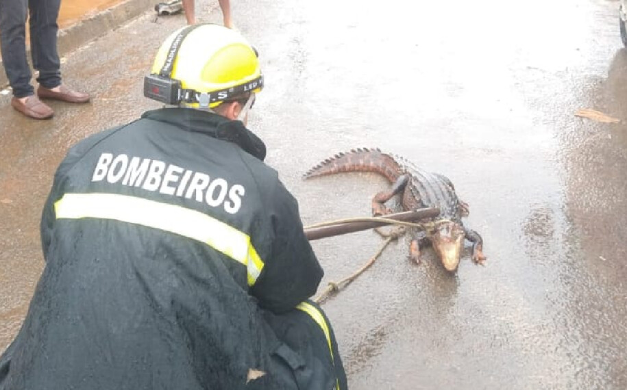 Bombeiros resgatam jacaré que caminhava por rua de Formosa