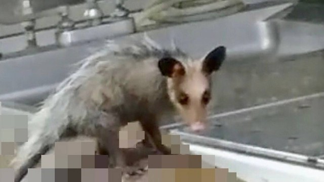 Gambá é filmado comendo parte de um corpo no IML do Rio de Janeiro