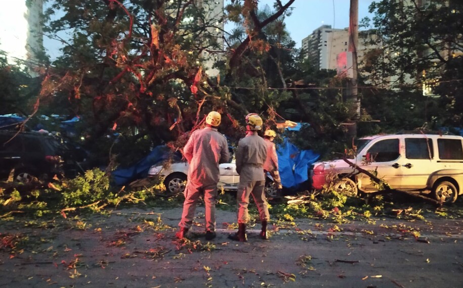 Cinco pessoas ficam feridas após árvore cair em cima de barracas na feira da Praça do Sol, em Goiânia