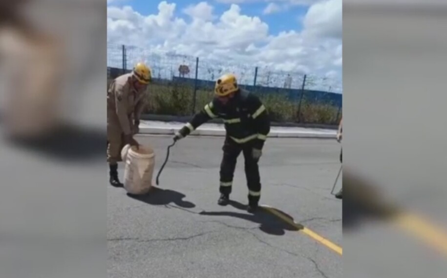 Bombeiros resgatam cobra em supermercado de Caldas Novas