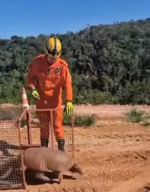 TATU-CANASTRA MOBILIZA BOMBEIROS EM DOIS BAIRROS E É CAPTURADO EM MINEIROS