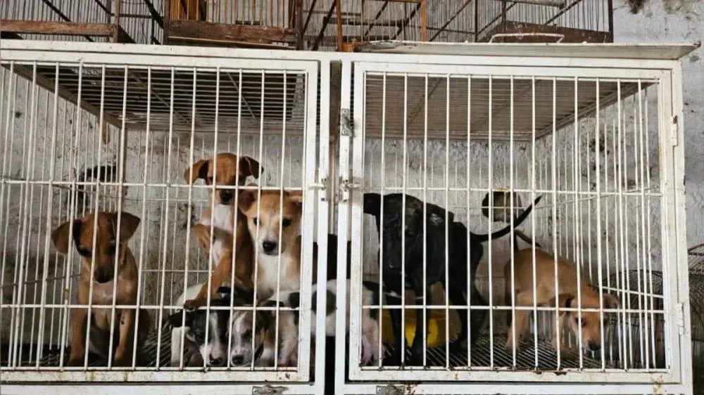 PET SHOP QUE COBRAVA PARA EXPOR ANIMAIS A ADOÇÃO É ALVO DE OPERAÇÃO POR MAUS-TRATOS EM GOIÂNIA