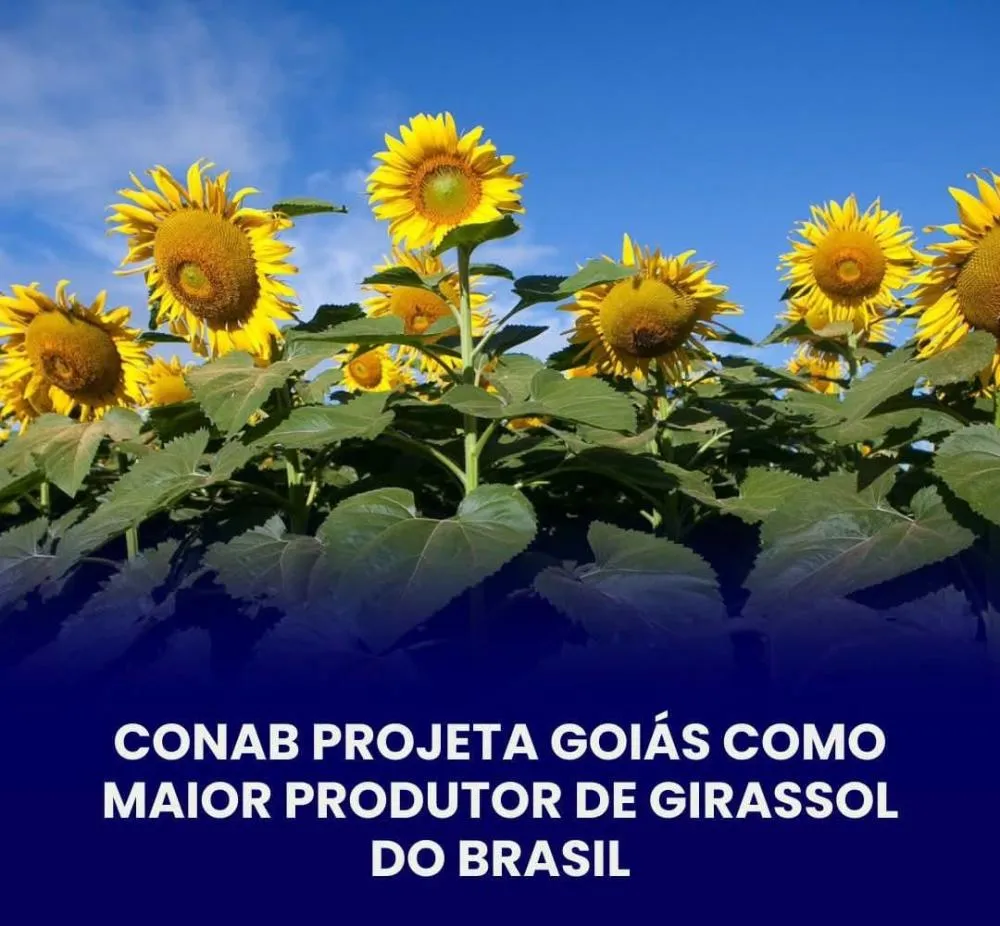 GOIÁS DEVE CONCENTRAR QUASE 75% DA PRODUÇÃO DE GIRASSOL DO BRASIL NA SAFRA 2025/26