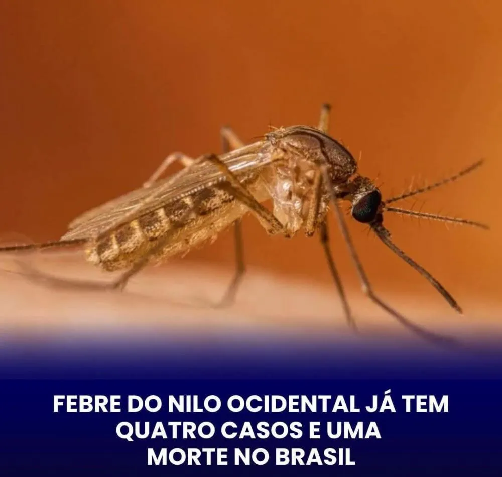 BRASIL CONFIRMA QUATRO CASOS DE FEBRE DO NILO OCIDENTAL EM 2026 E REGISTRA UMA MORTE