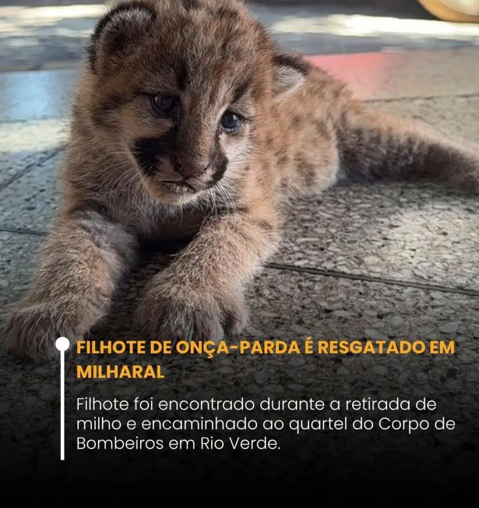 Filhote de onça-parda é resgatado em milharal em Santo Antônio da Barra