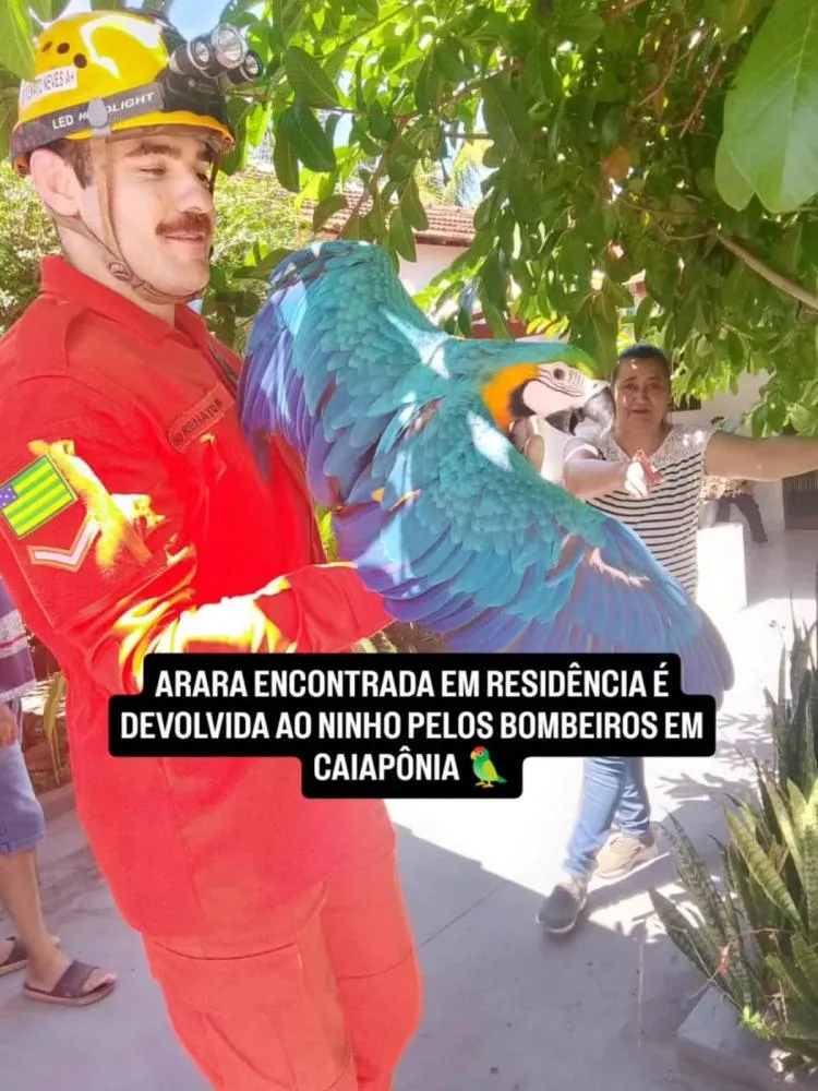 BOMBEIROS RESGATAM ARARA EM RESIDÊNCIA E A DEVOLVEM AO NINHO EM CAIAPÔNIA