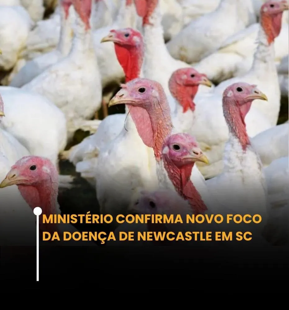 Novo foco da doença de Newcastle é confirmado em Santa Catarina