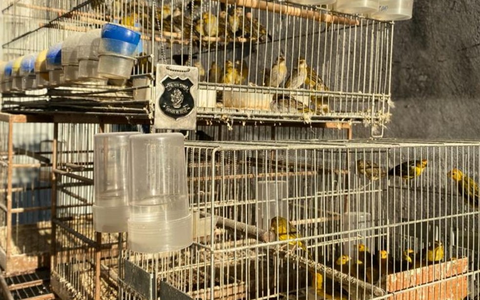 Homem é multado em R$ 61 mil após ser flagrado com cerca de 100 pássaros em cativeiro ilegal