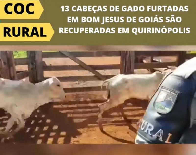 Batalhão Rural conseguiu recuperar parte do rebanho (13 cabeças) na cidade de Quirinópolis