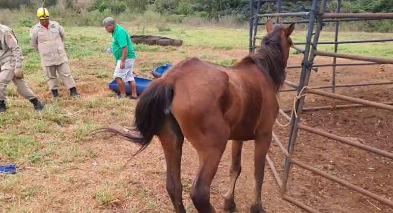 ACOMPANHAMOS NESTA #LIVE o Corpo de Bombeiros fazendo socorro a animal preso em arame