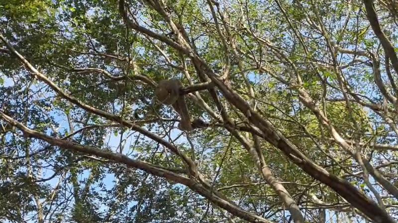 CORPO BOMBEIROS faz CAPTURA de animal selvagem e devolve ao seu habitat
